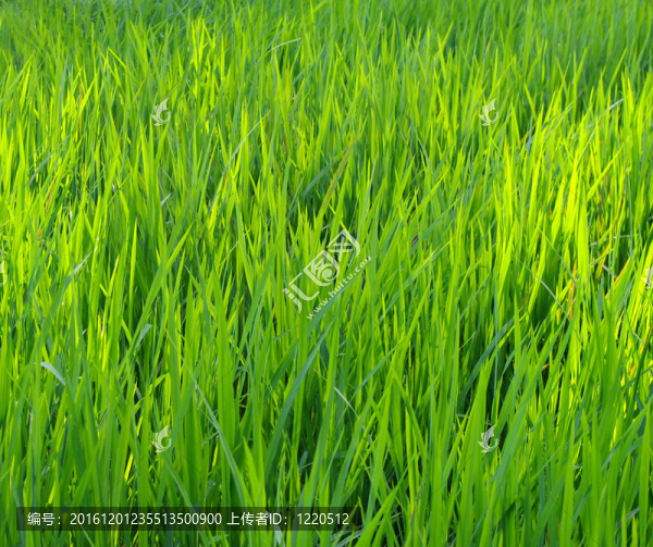 綠色的自然背景