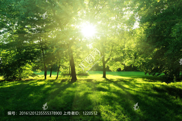 夏季森林中的樹木