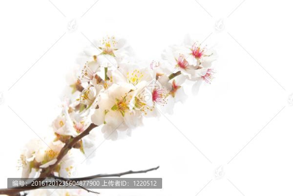 杏仁粉紅花。