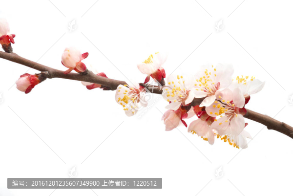 杏仁粉紅花。