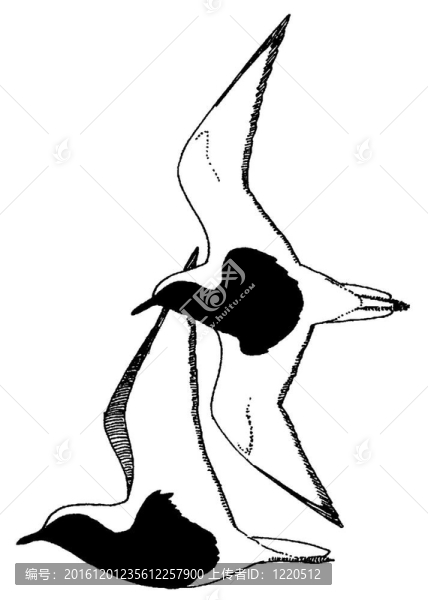 黑腹鸻