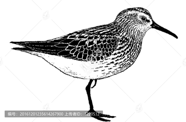 西方濱鷸