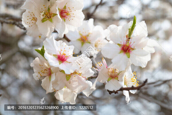杏仁粉紅花。