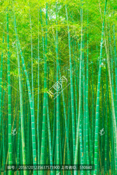 竹子竹林