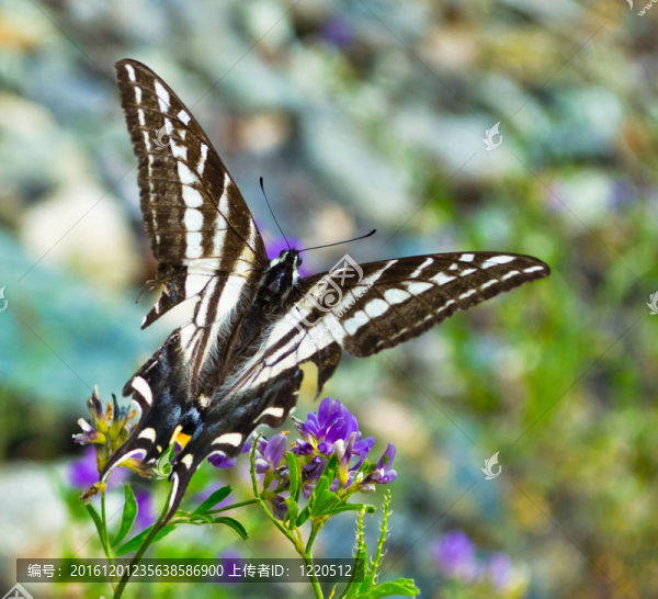 蝴蝶-匯圖網(wǎng) www.fosd68.com 蝴蝶