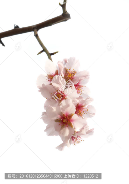 杏仁粉紅花。