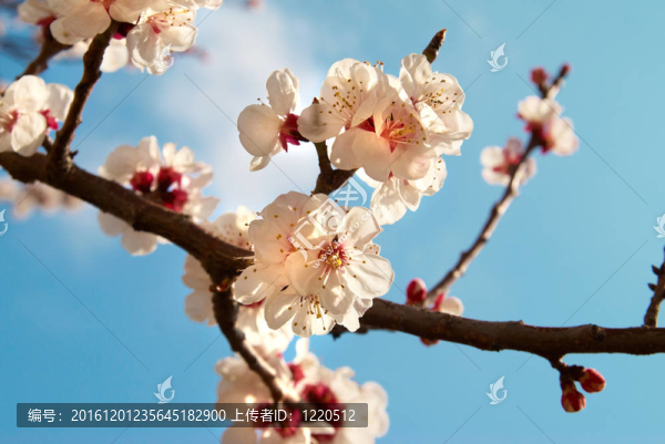 白色的杏花與藍色的天空