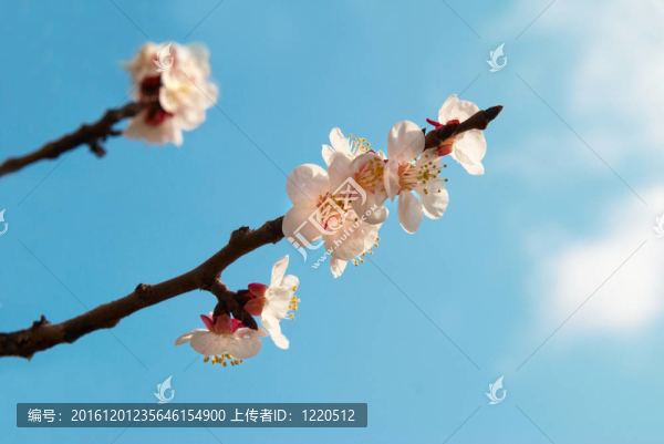 白色的杏花與藍色的天空