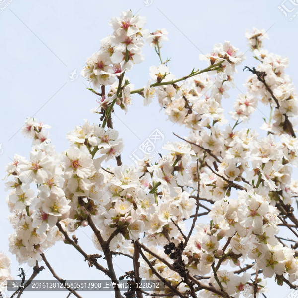 杏仁粉紅花。