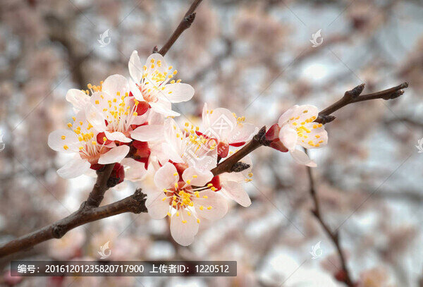 杏仁粉紅花。