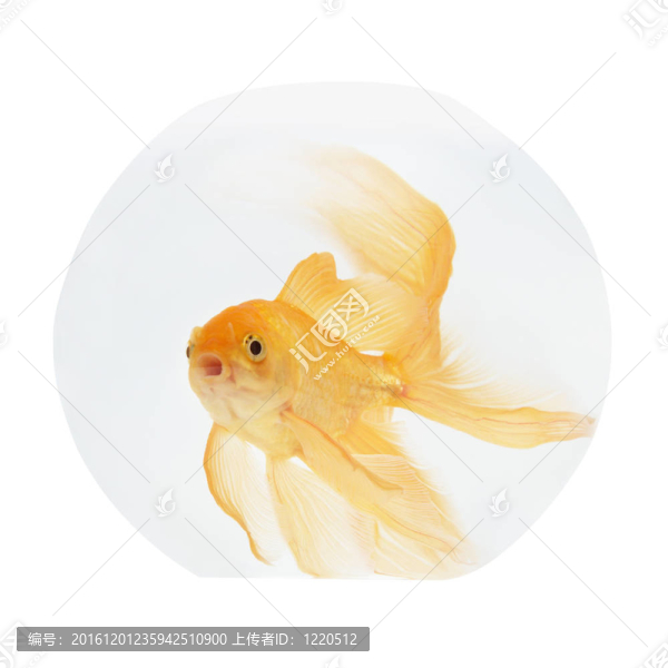 魚缸里的金魚