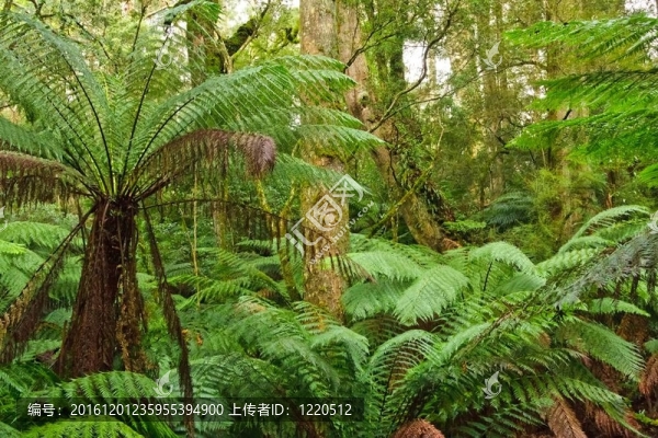 雨林；Victoria；澳大利亞