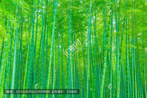 竹子竹林