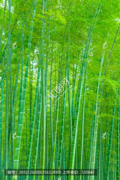 竹子竹林