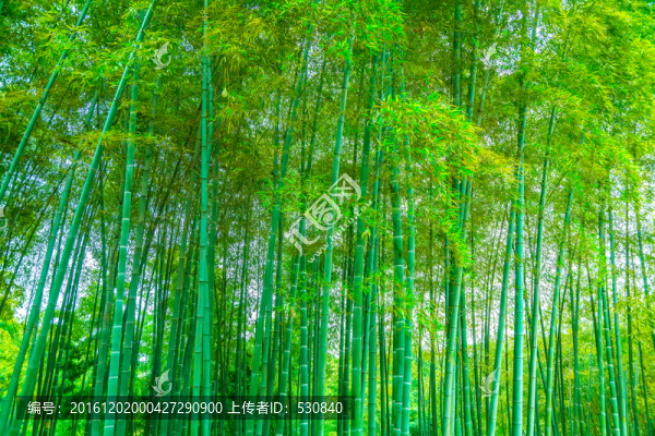 竹子竹林