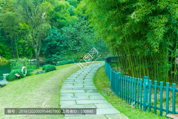 竹子竹林
