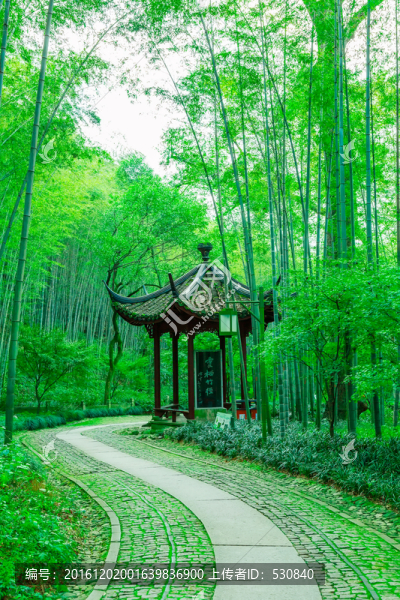 竹子竹林