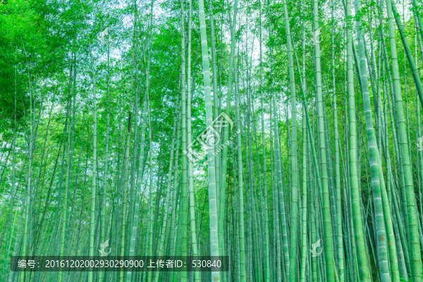 竹子竹林