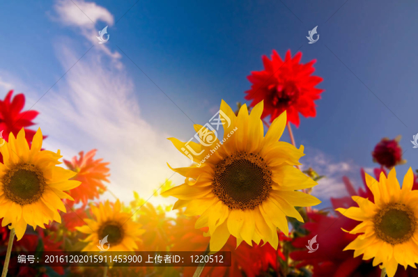 花園里的春天的花