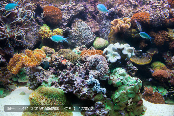 水下景觀；魚類；珊瑚礁