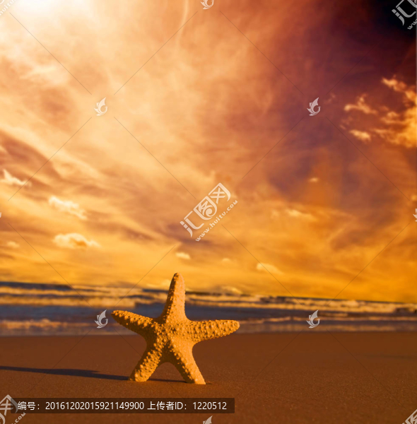 日落時的沙灘上的海星