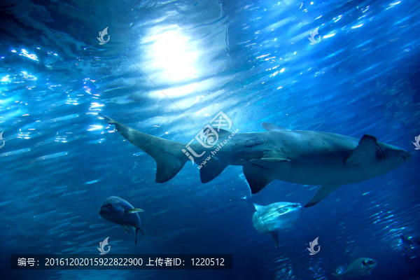 水下觀；魚；陽光