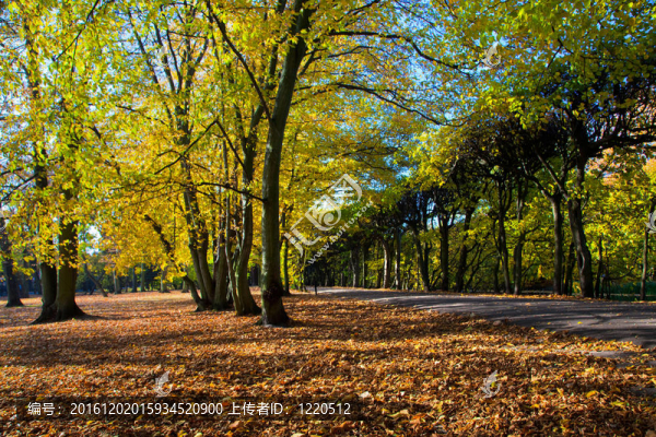 繽紛秋季公園