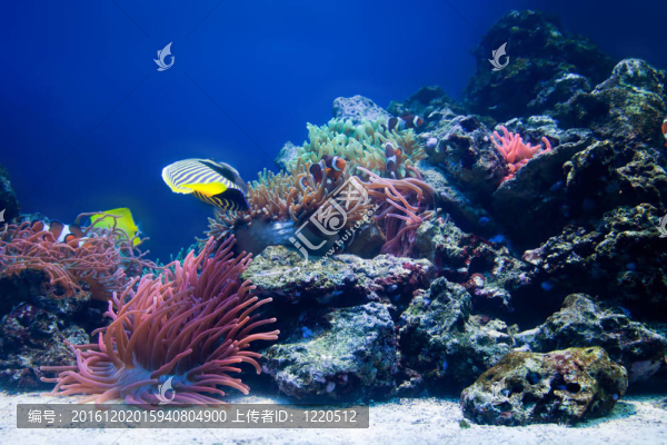 水下生活；魚；珊瑚礁