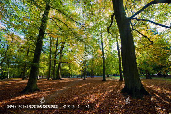 秋天公園里有落葉的小徑