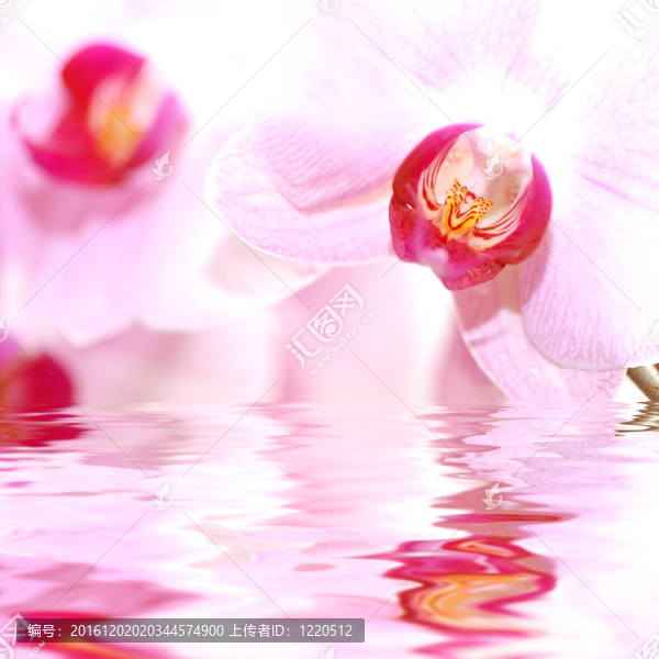 溫泉花