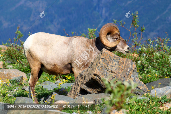 大角羊（Ovis,canadensis）-蒙大納