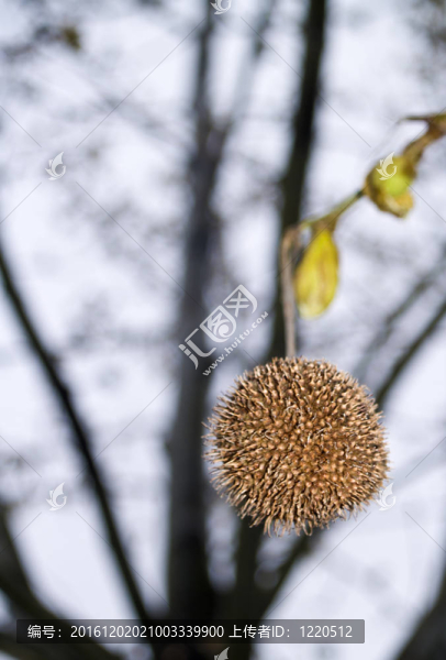 懸鈴木的果實(shí)