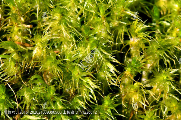 Green,Moss的背景（Sphagnum,spp）