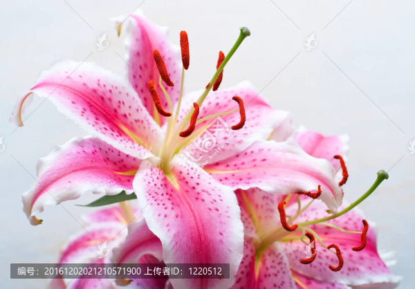 粉紅色的百合花