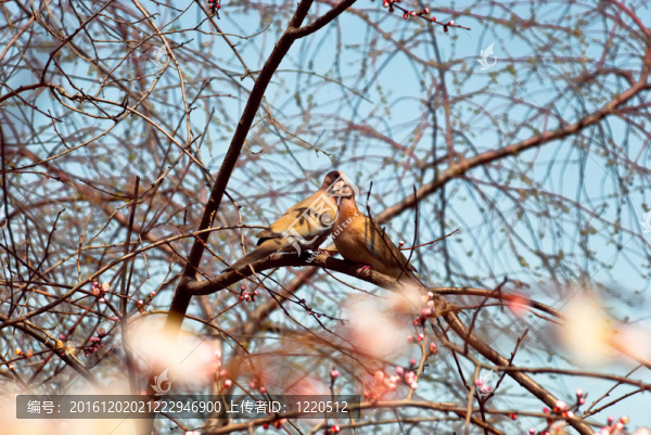 斑鳩夫婦