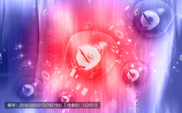 卵細胞