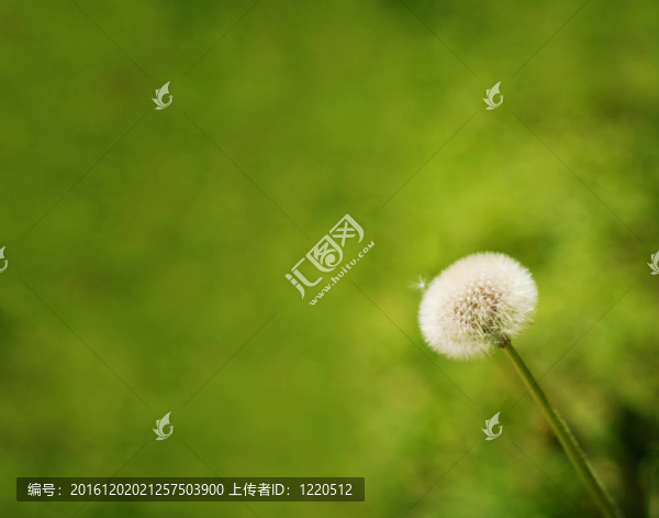 蒲公英