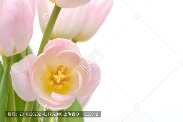 粉紅色郁金香