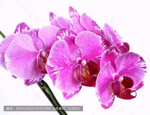 蘭花