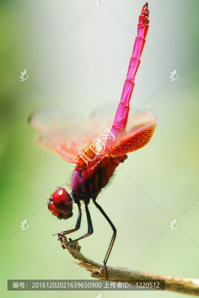 紅蜻蜓