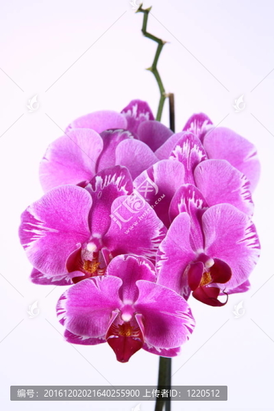 蘭花
