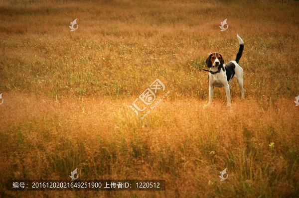 草地上的狗
