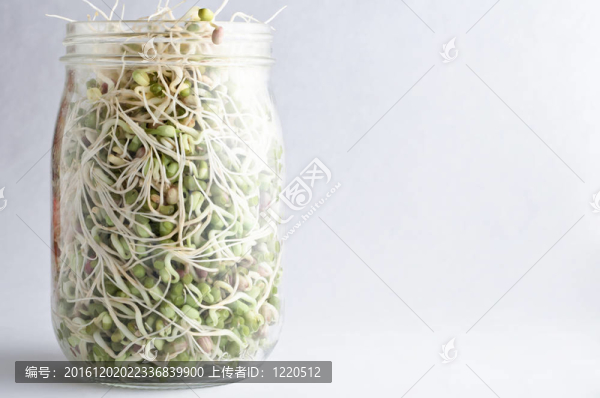 玻璃罐中發(fā)芽的豆子
