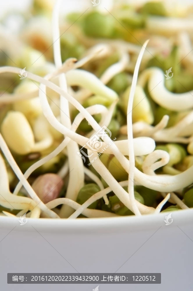 綠豆豆芽特寫