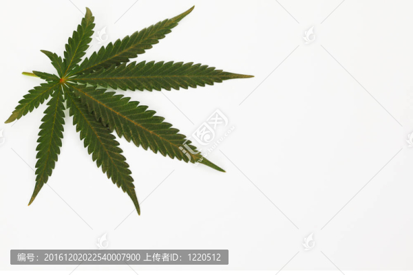 大麻葉