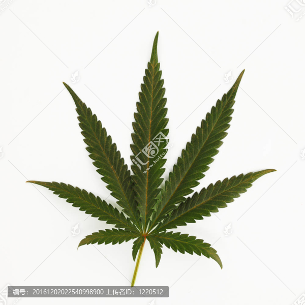 大麻葉