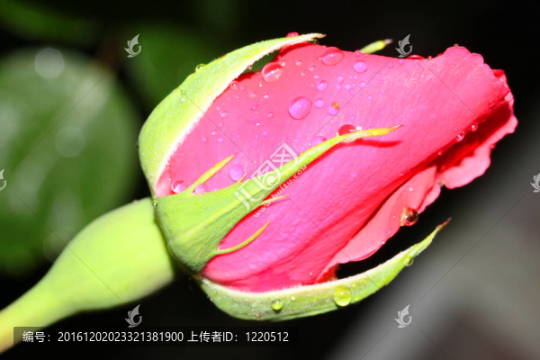 玫瑰花蕾