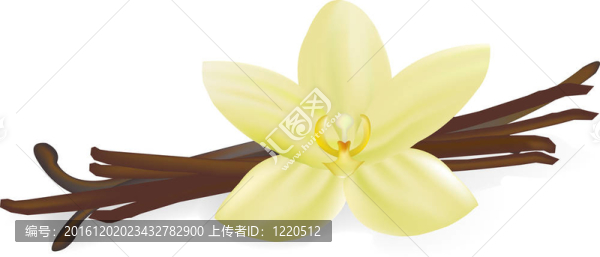香草莢和花