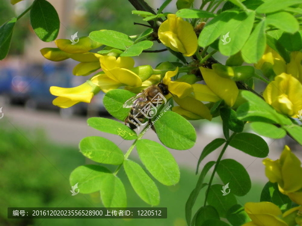 蜜蜂在相思花上