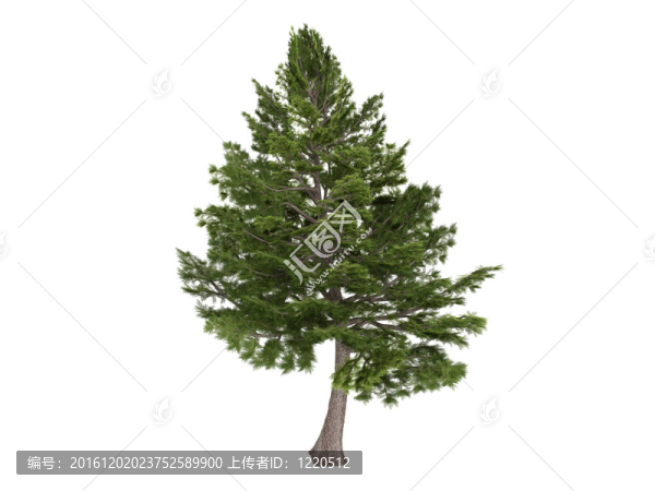 雪松和Cedrus,libani